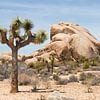 Joshua Tree and Jumbo Rocks California USA by Marianne van der Zee
