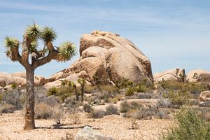 Joshua Tree und Jumbo Rocks Kalifornien USA von Marianne van der Zee