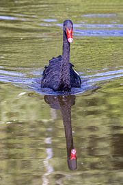 Ein schwarzer Schwan mit Spiegelung von Teresa Bauer