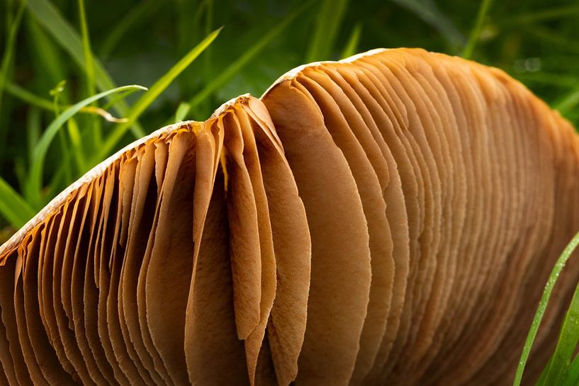 Détail des lamelles à la base du champignon par Albert Brunsting
