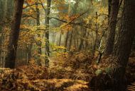 the forest van Remco loeffen thumbnail