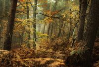 the forest
