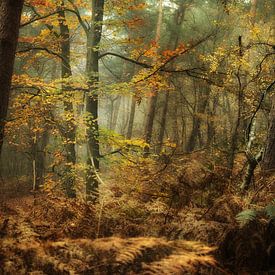 la forêt sur Remco loeffen