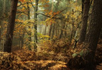 the forest by Remco loeffen