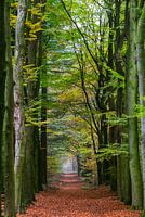Boslaan in groen