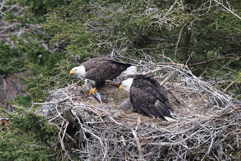 Volwassen zeearend met kuiken in een nest in een boom Newfoundland Canada van Frank Fichtmüller