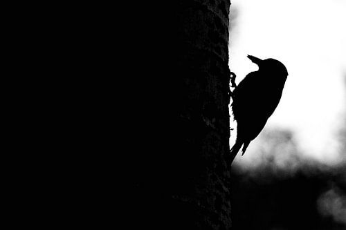 Silhouette d'un pic