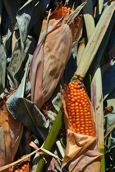 Maïsstilleven van Edgar Schermaul