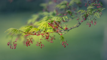 Green maple leaves with red buds