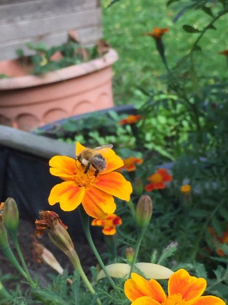 Zomer op de Luchtbal par Fadila Doudouh