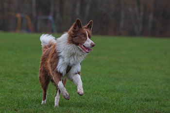 Bordercollie rennend