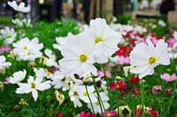 witte bloemen van Gerrit Neuteboom thumbnail