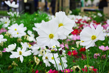 witte bloemen