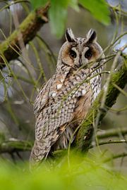 Long-eared Owl (Asio otus), adult bird, perched in a tree, watching attentively, eye-contact, wildli by wunderbare Erde