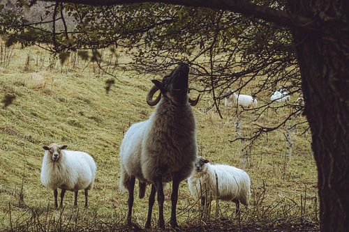 Ram knabbelend aan een boom