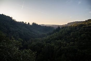 Overlooking the forest