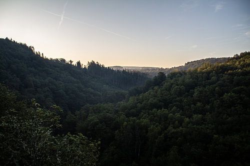 Overlooking the forest