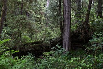 Natuur Canada van G. van Dijk