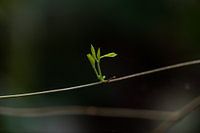 Grünes Blatt im dunklen Wald