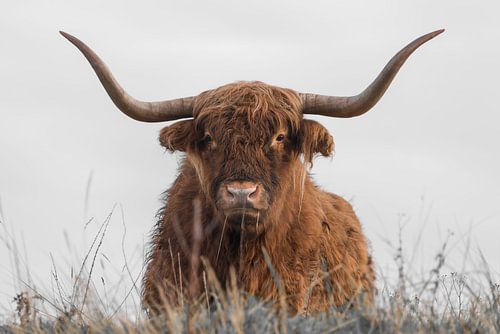 Schotse Hooglander is alert