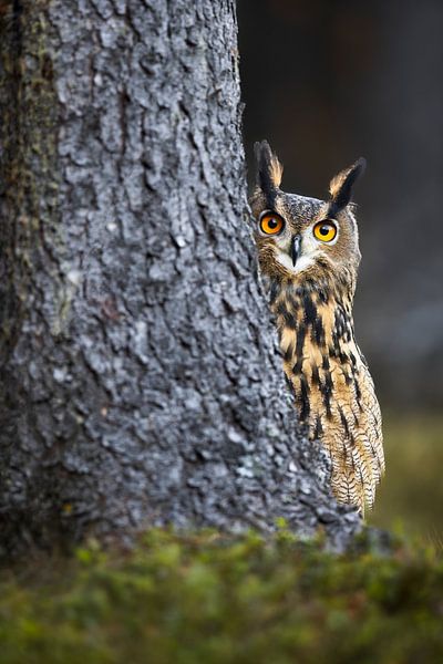 A peep by Daniela Beyer