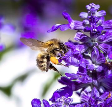 Markro einer fleigenden Ackerhummel an einer blauen Salbei Blume von ManfredFotos