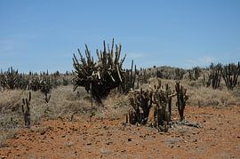 Cactus op Curaçao by Bram Monsieurs