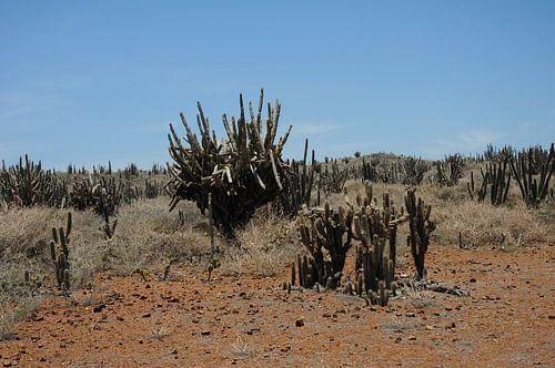 Cactus op Curaçao
