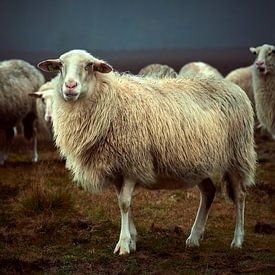 Portret Veluws Heideschaap van Jenco van Zalk