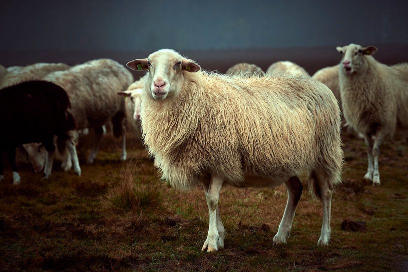 Portret Veluws Heideschaap van Jenco van Zalk