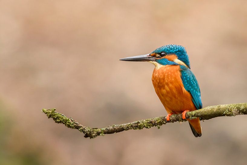 Ijsvogel (Alcedo atthis) van Richard Guijt Photography