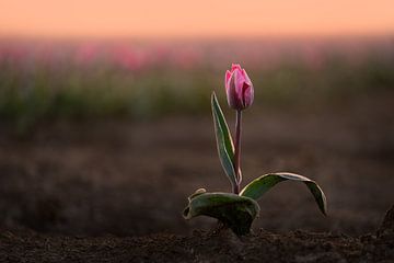 Roze tulp in het zonnetje | Natuurfotografie tijdens zonsopkomst van Marijn Alons
