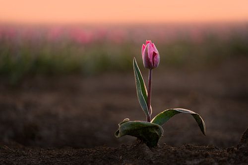 Roze tulp in het zonnetje | Natuurfotografie tijdens zonsopkomst