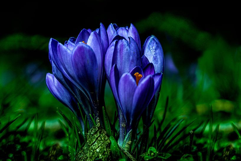 Crocus 2 by Johnny Flash
