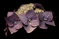 Purple Dream II