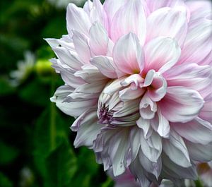 Bloem, schilderachtige Dahlia