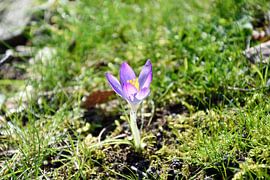 Krokus im Frühling sur Marcel Ethner