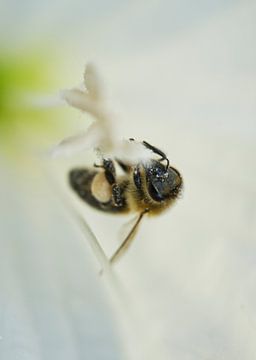Honingbij foeragerend op witte maanbloem 1005 van Iris Holzer Richardson