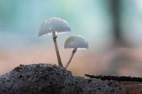 Pilz-Duo