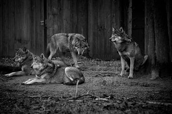 Zwart wit foto van wolven