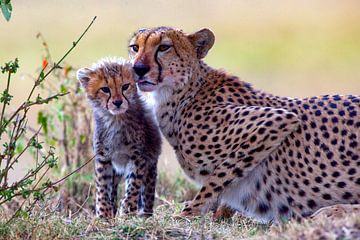 Cheetahs met kleine van Peter Michel