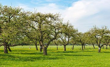 Appelbomen in een boomgaard in het voorjaar van Sjoerd van der Wal