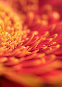 Vurige macro van gerbera bloem van Van Keppel Studios