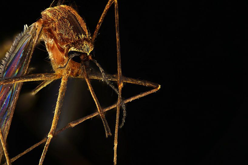 Moustique par Rob Smit