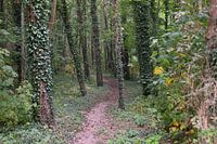 Bospad in binnen het Haarlemmermeerse bos