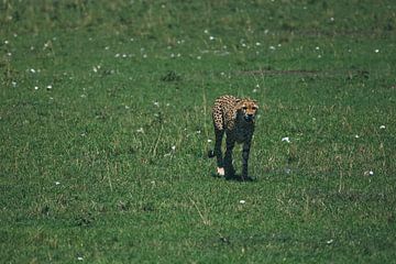 Cheetah by G. van Dijk