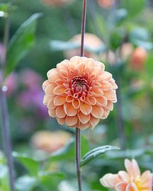Dahlia Apricot