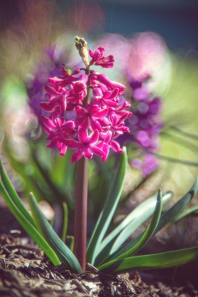 Hyacinth by Steffen Gierok