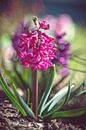 Hyacinth by Steffen Gierok thumbnail