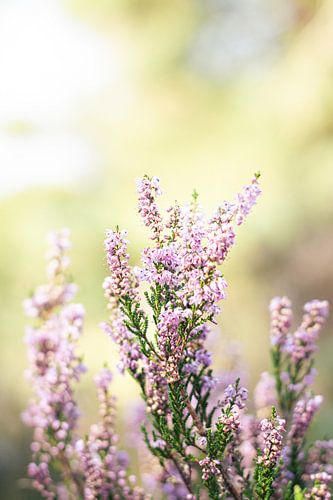 Heidekraut in der Sonne